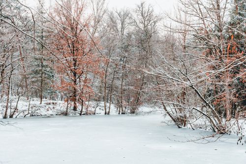 Free A serene winter landscape with trees and a frozen pond, blanketed in snow. Stock Photo