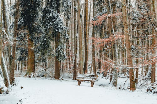Bench in a Park in Winter 