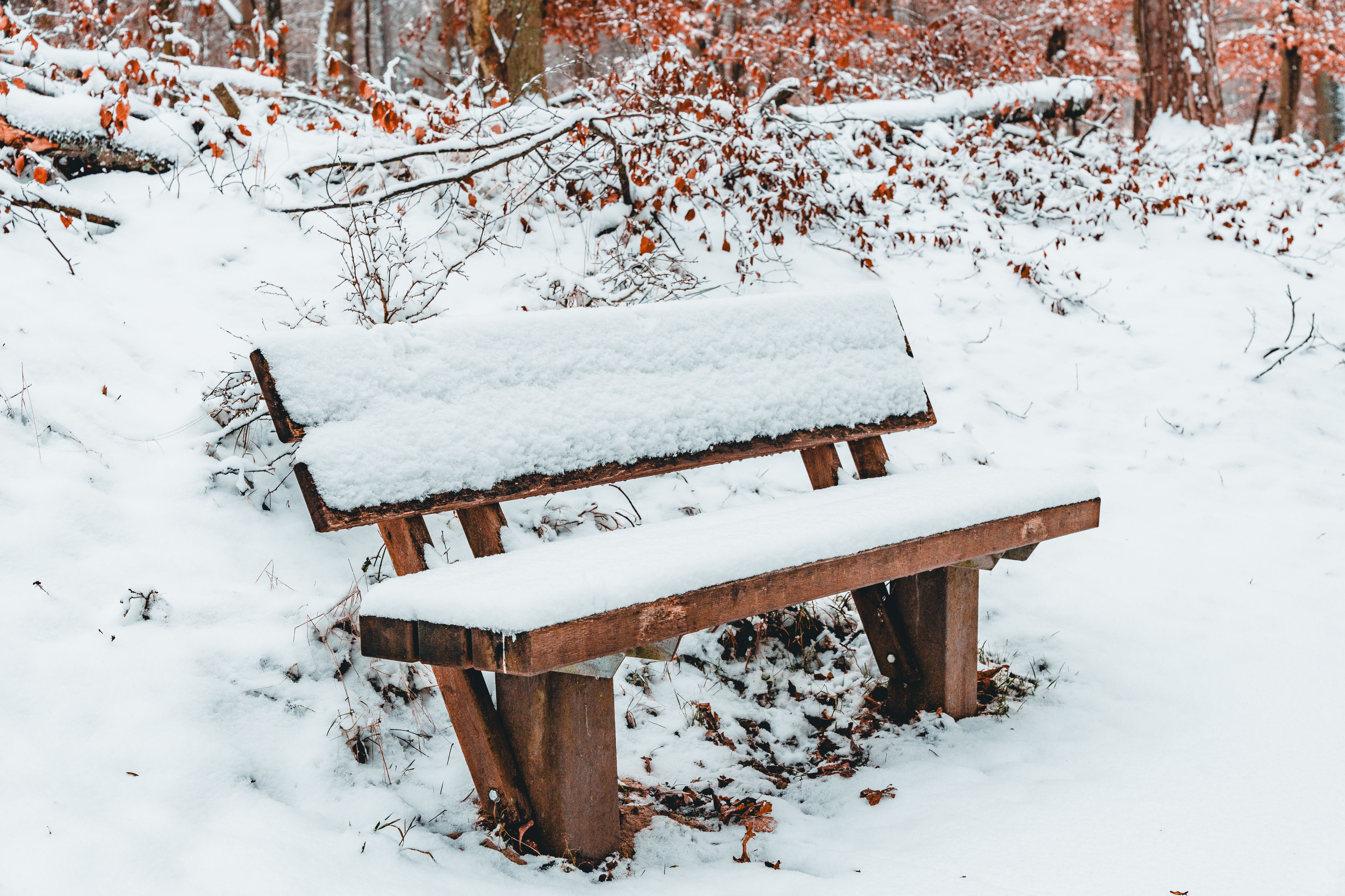 Snow on Bench in Forest · Free Stock Photo