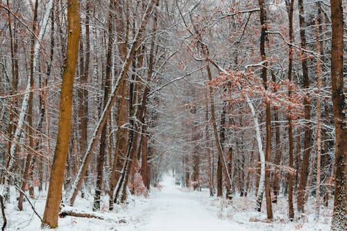 Бесплатное стоковое фото с глубокий, деревья, зима