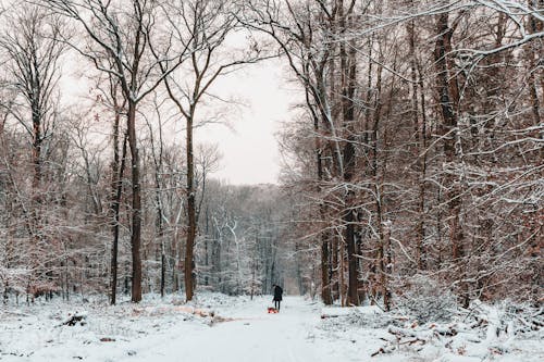 Gratis stockfoto met bloot, bomen, Bos