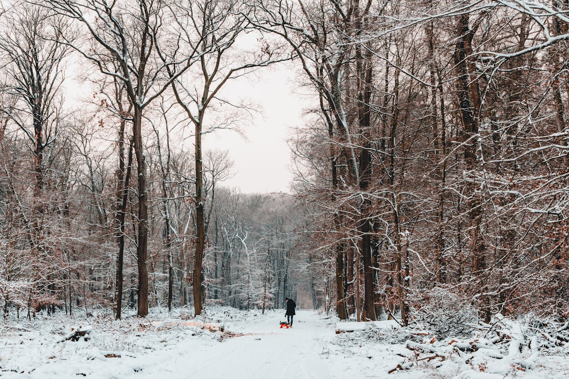 Бесплатное стоковое фото с голый, деревья, зима