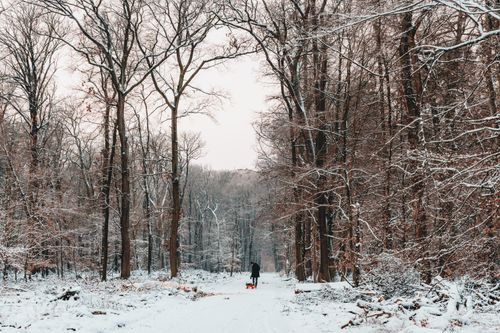 Free A parent and child walk through a serene snowy forest path during winter. Stock Photo