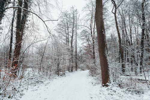 Fotos de stock gratuitas de arboles, blanco, bosque