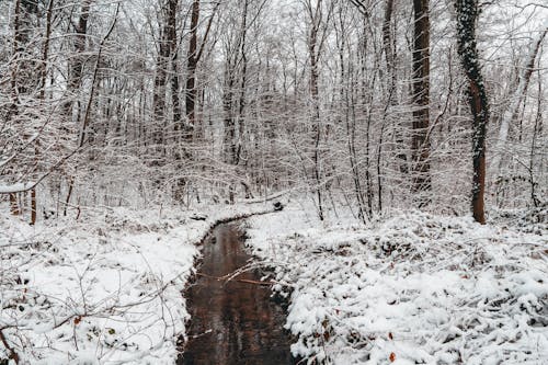 Základová fotografie zdarma na téma bílá, les, příroda