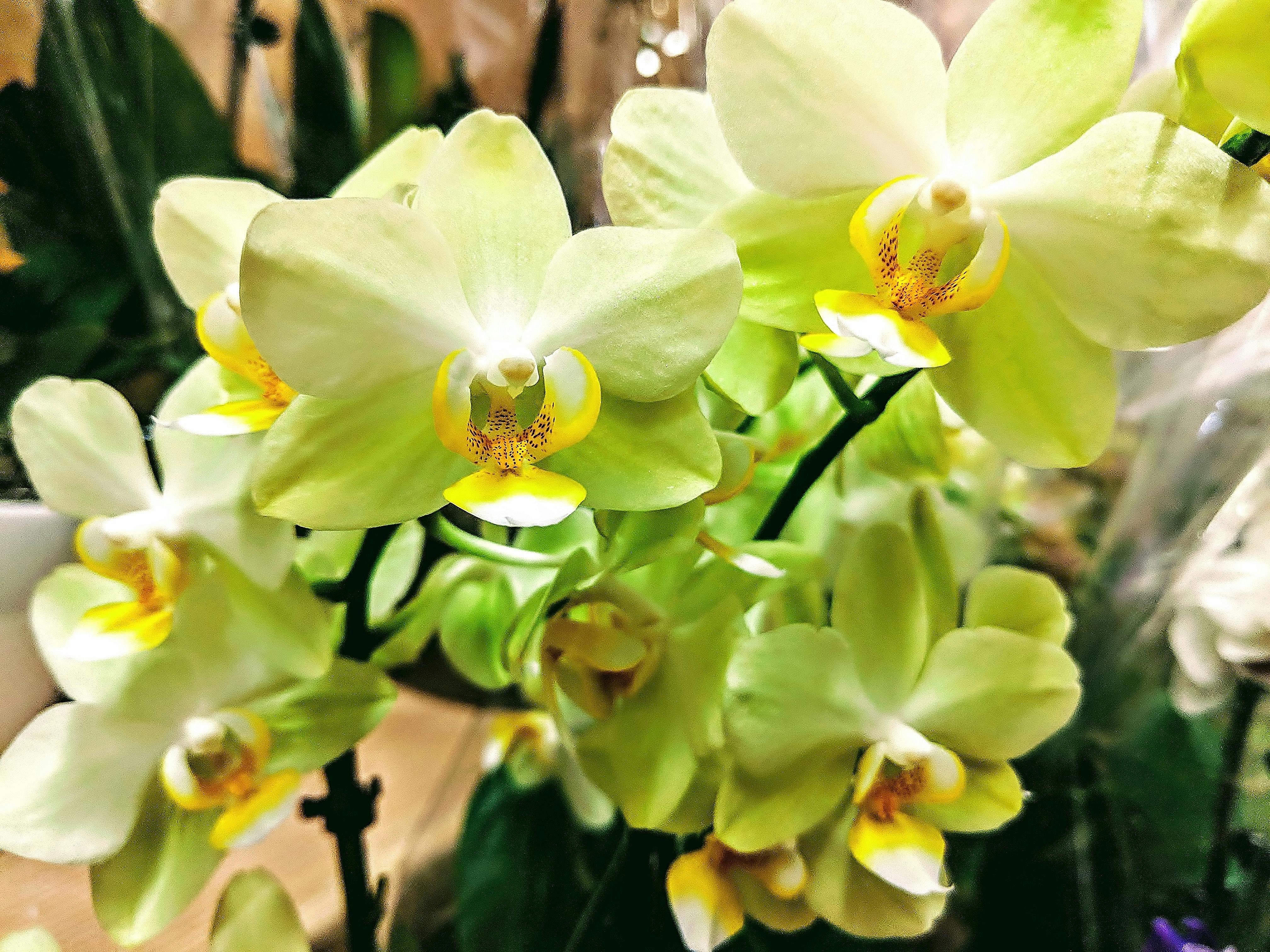 Free stock photo of yellow orchids