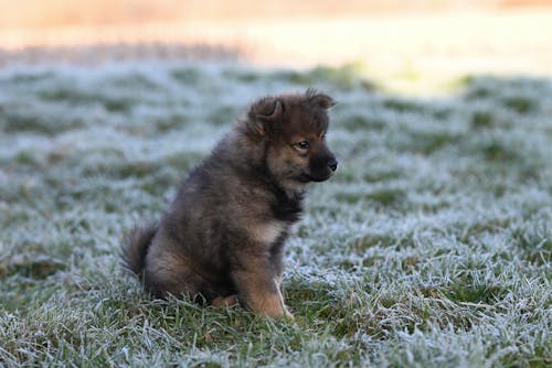 Photos gratuites de animaux de compagnie, chien, chiot