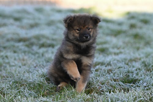 Chiot Eurasier Toitoi