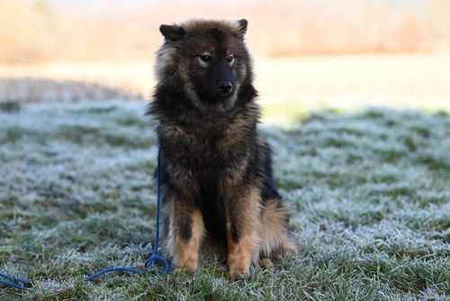 Free A fluffy brown dog sitting on frosty grass outdoors during winter daytime. Stock Photo