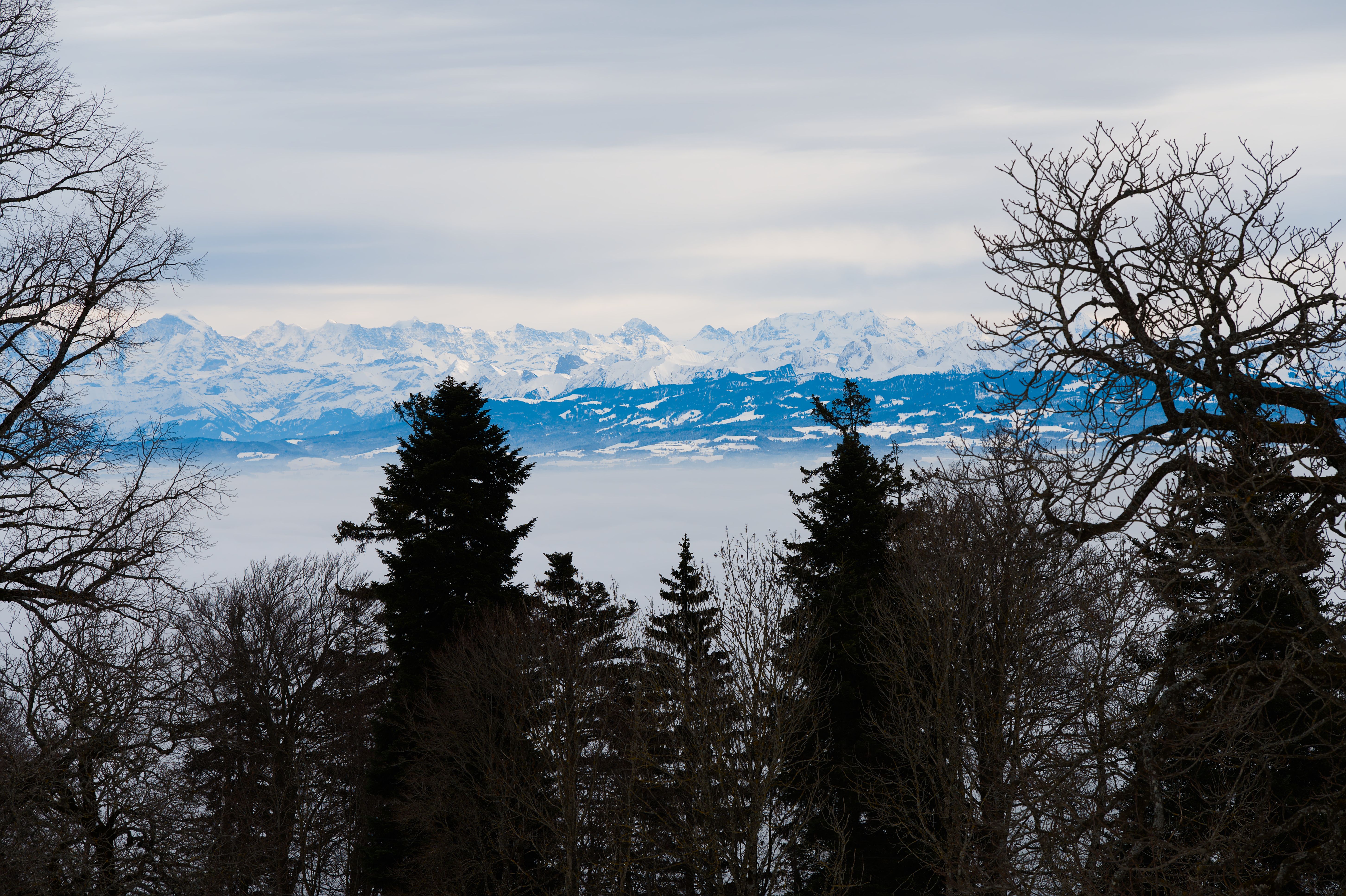 Scenic winter view of the Swiss Alps over a coniferous forest in Neuchâtel, Switzerland.