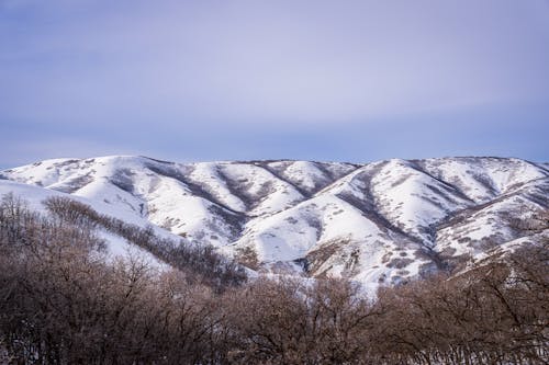 Forest Trees and Hills in Snow behind
