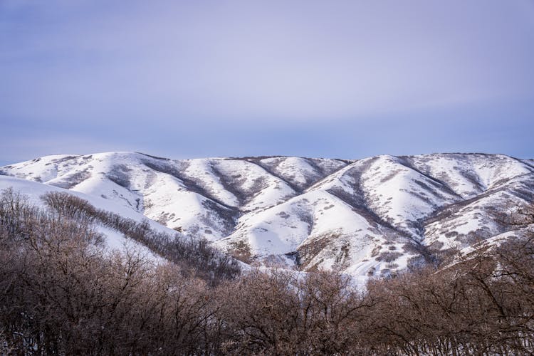 Forest Trees And Hills In Snow Behind