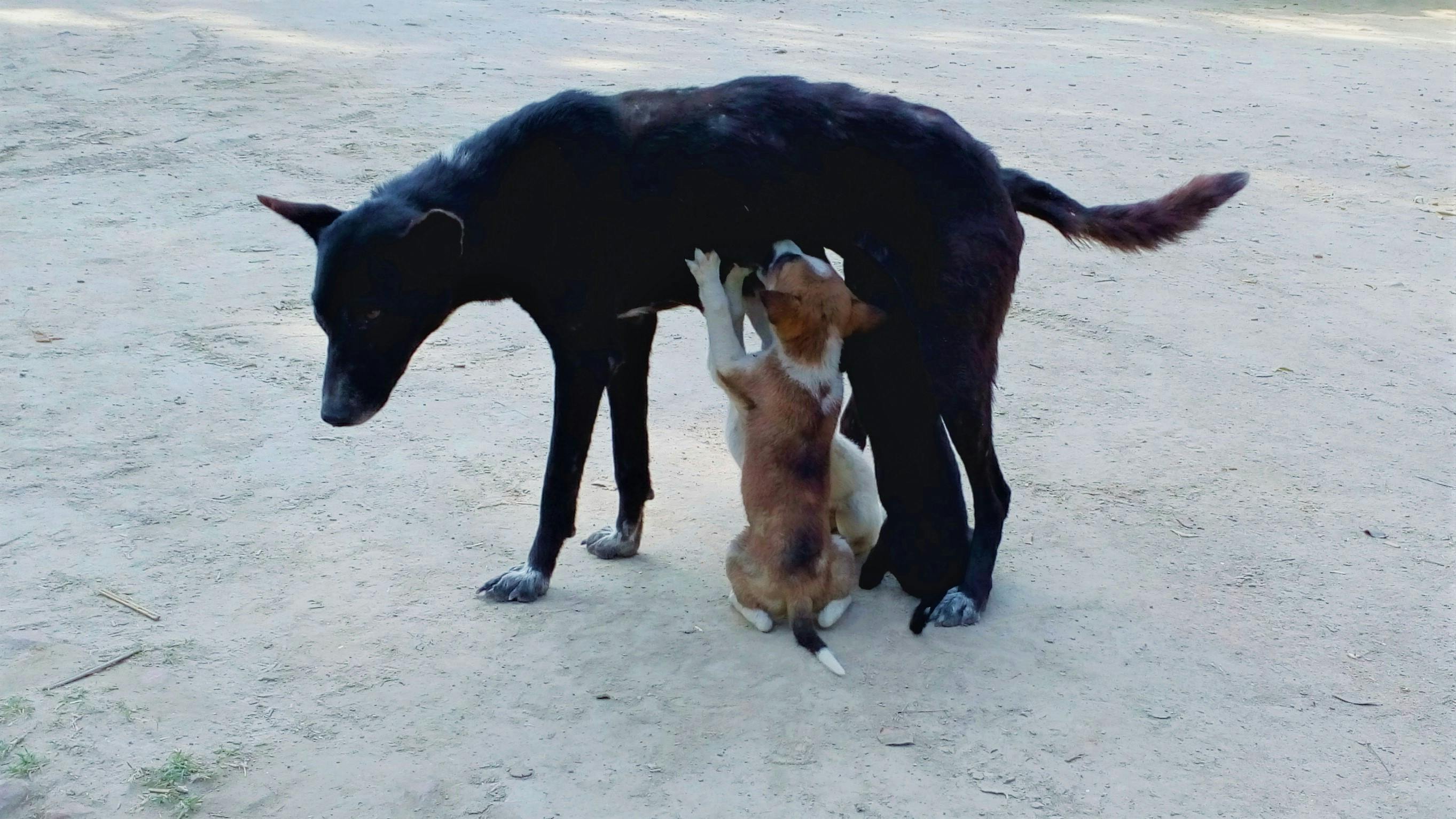 Free stock photo of dogs feeding, puppies