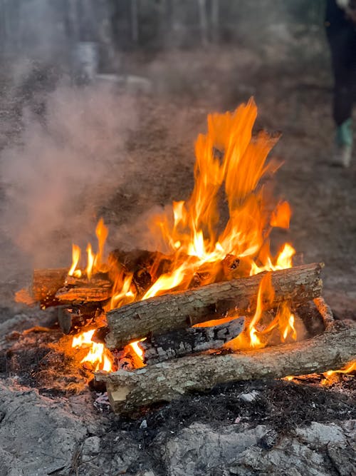 Ingyenes stockfotó csípős, fák, függőleges lövés témában