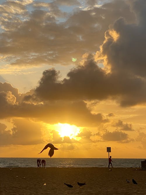 คลังภาพถ่ายฟรี ของ nascer do sol, praia, โซล