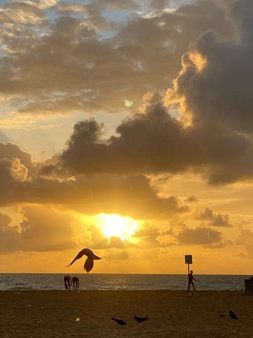 Imagine de stoc gratuită din nascer do sol, praia, raiar do dia