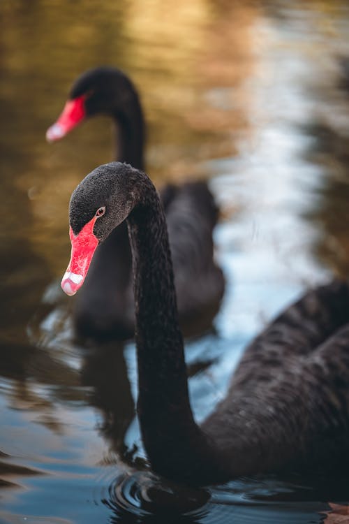 Black Swans on a Lake