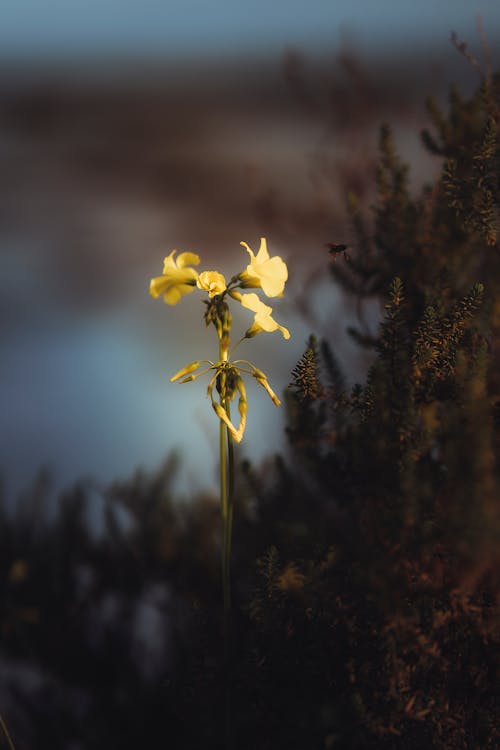 A flor solitaria
