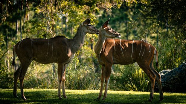 Two majestic antelopes standing in a lush, sunlit forested area, showcasing their beauty.