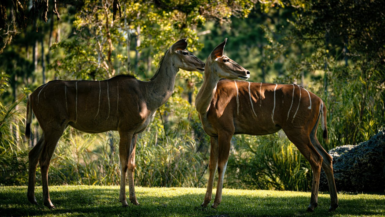 Antelopes in Nature