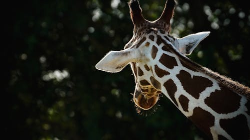 Kostnadsfri bild av djurfotografi, giraff, huvud