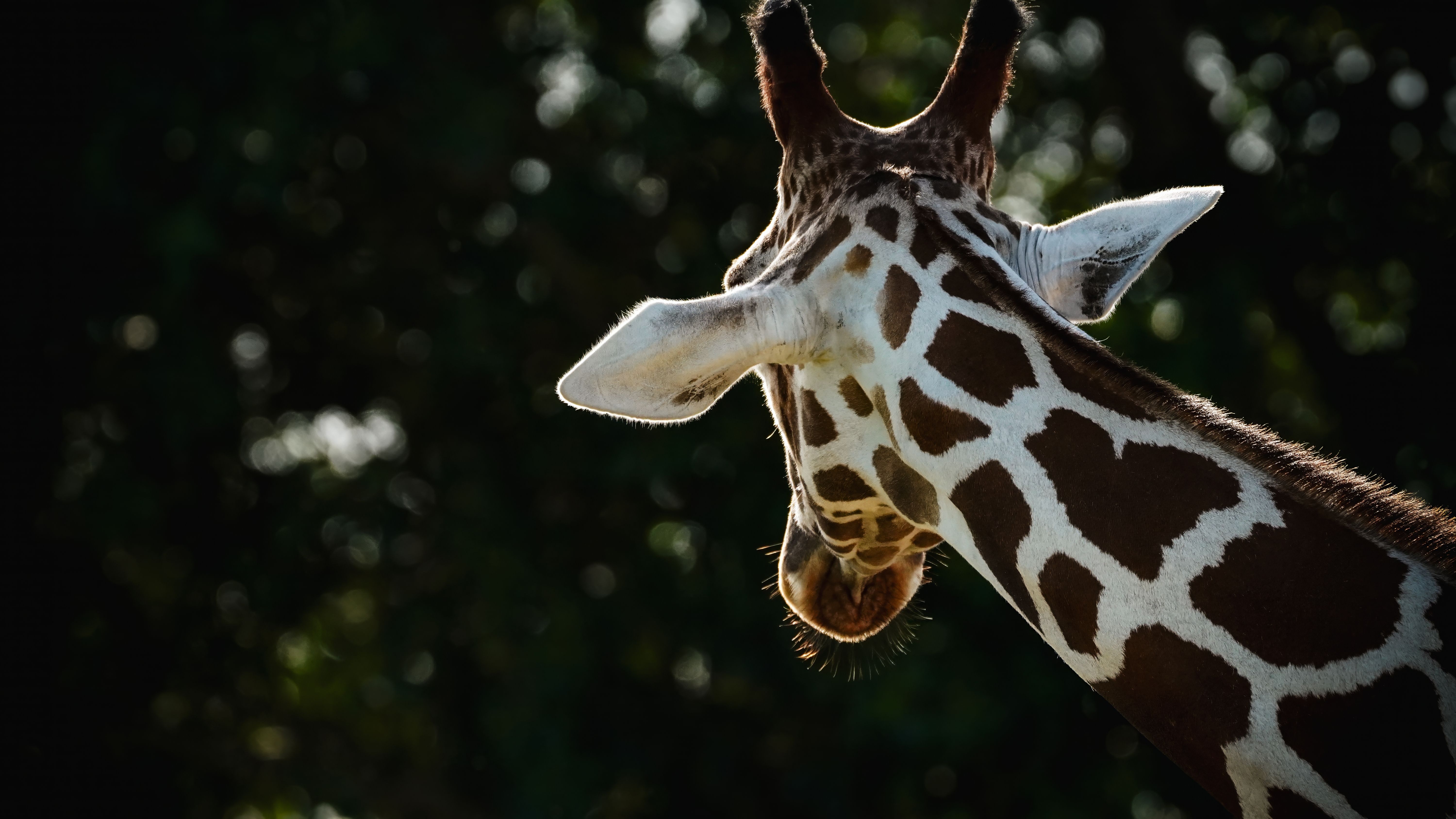 Back View of Giraffe Head · Free Stock Photo