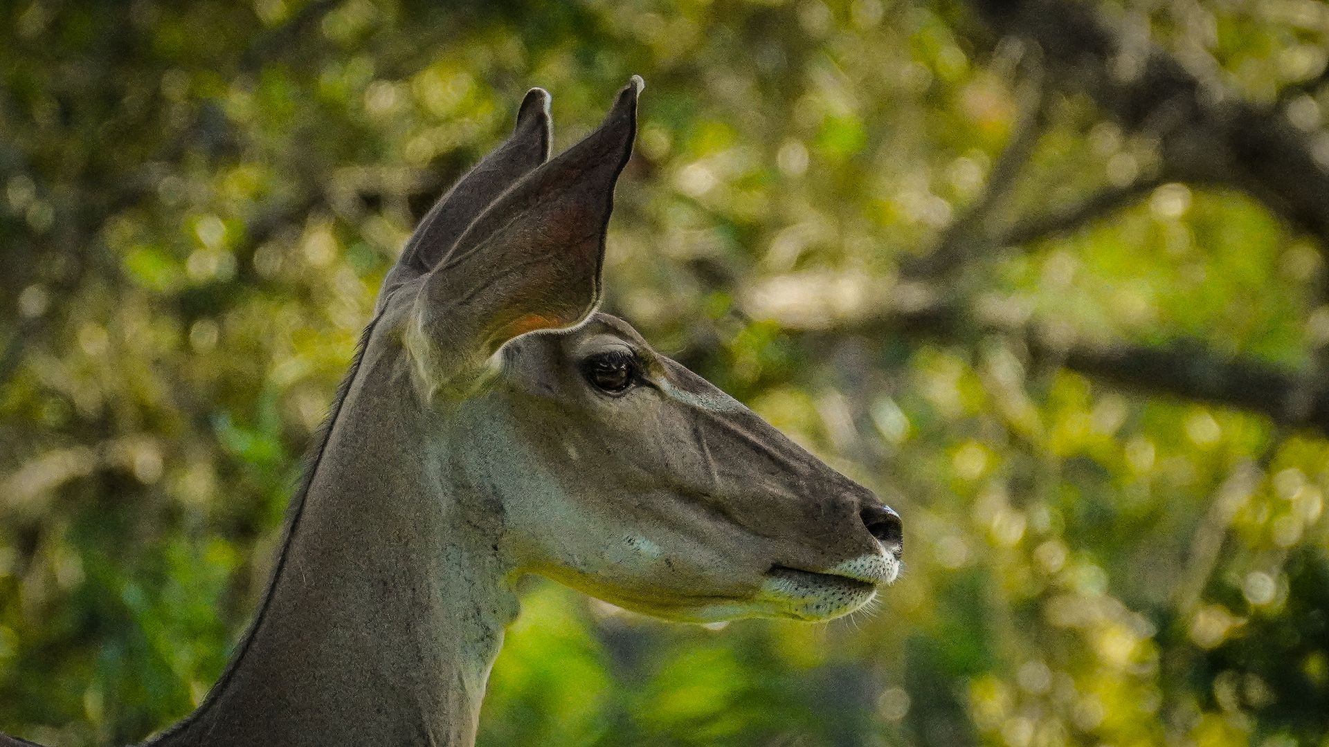 Profile portrait of a kudu antelope amidst lush greenery, showcasing its elegance.