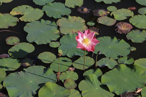 Gratis stockfoto met 'indian lotus', bladeren, bloeiend