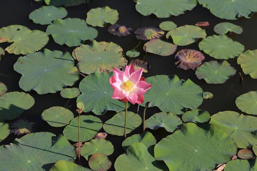Foto d'estoc gratuïta de flor, llac, lotus