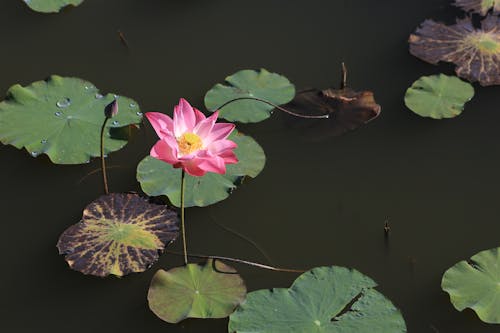 Waterlily Flower on the Pond Surface 