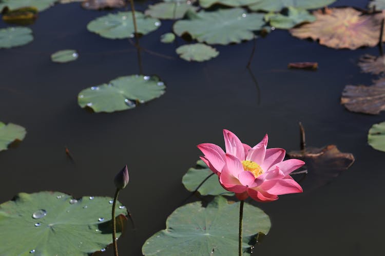 Pink Lotus Flower Among Water Lilies