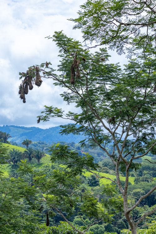 Free A scenic view of a lush, green forest with a tree canopy against rolling hills and a cloudy sky. Stock Photo
