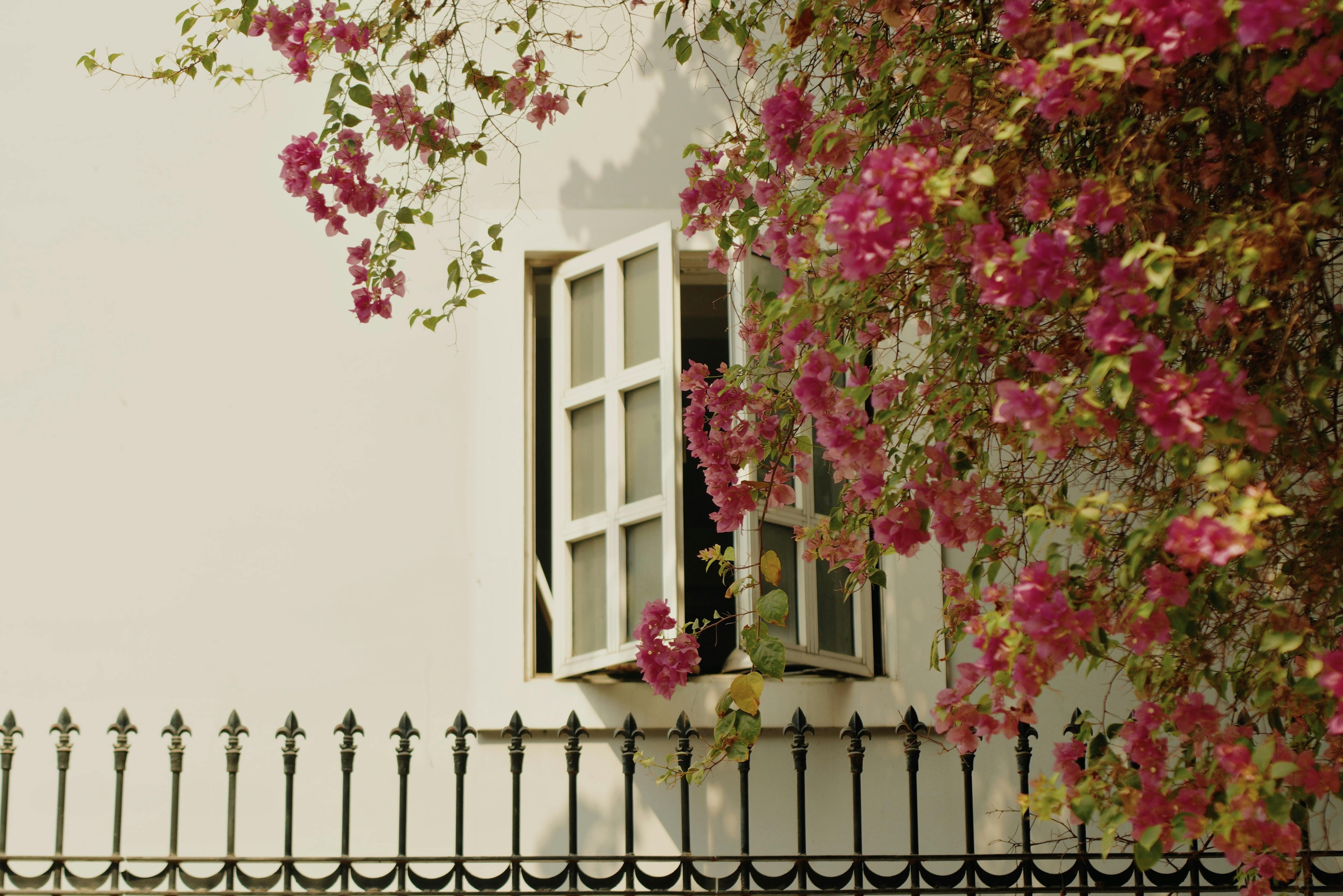 Blooming pink flowers adorn an open window with a classic iron fence, capturing spring elegance.