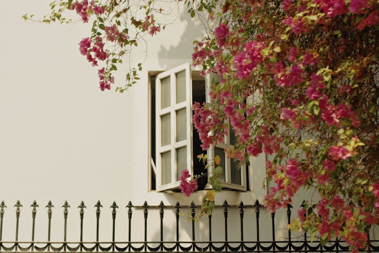 Tree With Spring Blossoms By Open House Windows