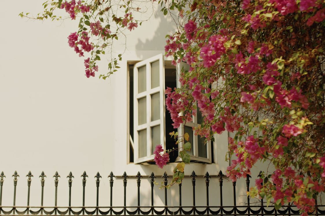 Tree with Spring Blossoms by Open House Windows · Free Stock Photo