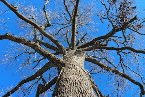 Foto profissional grátis de árvore, casca, castanho