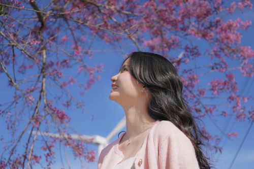 Free Portrait of a young woman looking up at cherry blossoms in Đà Lạt, Vietnam. Stock Photo