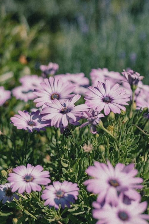 Darmowe zdjęcie z galerii z fioletowy, kwiaty, łąka