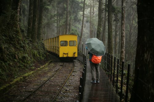 Vintage Train in Forest in Taipei