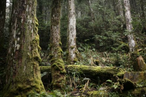 Free Peaceful forest scene with mossy trees, capturing natural beauty and tranquility. Stock Photo