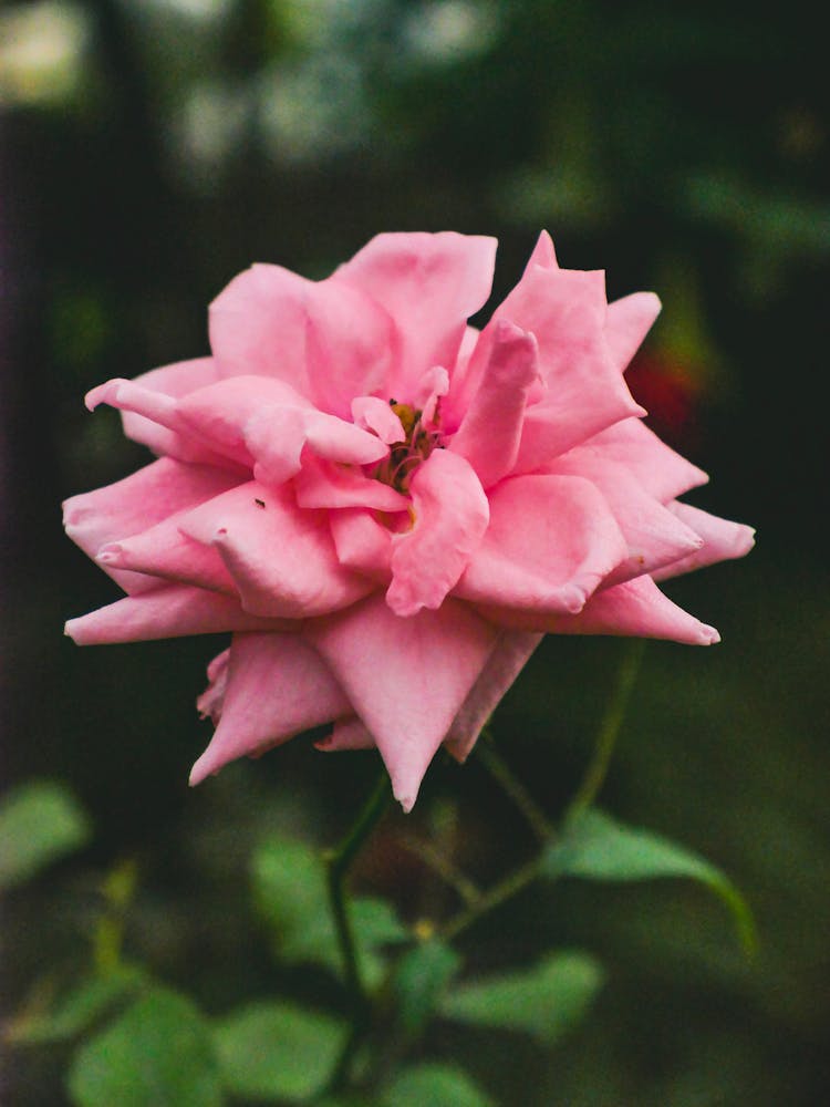 Pink Flower In Nature