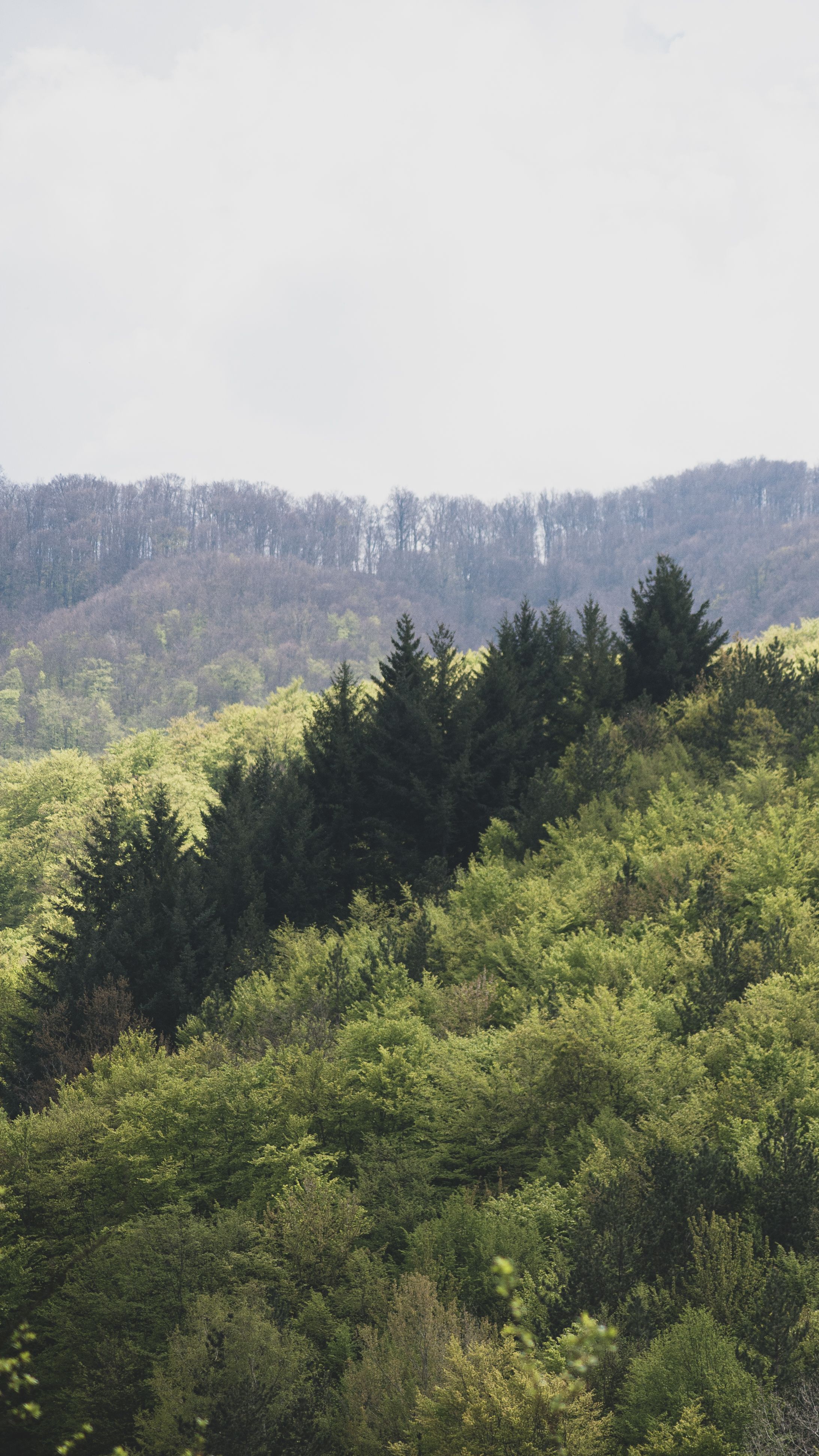 Explore a lush, green forest in Masurica, Serbia, captured from above, showcasing nature's tranquility.