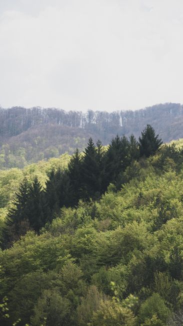 Explore a lush, green forest in Masurica, Serbia, captured from above, showcasing nature's tranquility.