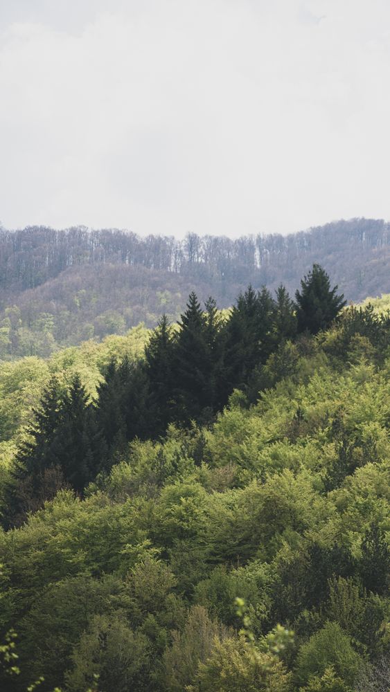 Forest Landscape Photos, Download The BEST Free Forest Landscape Stock ...
