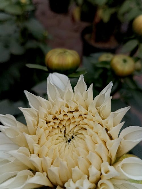 Kostenloses Stock Foto zu bild des tages, blatt, blume