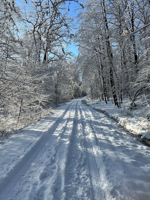 Snow on Dirt Road in Forest