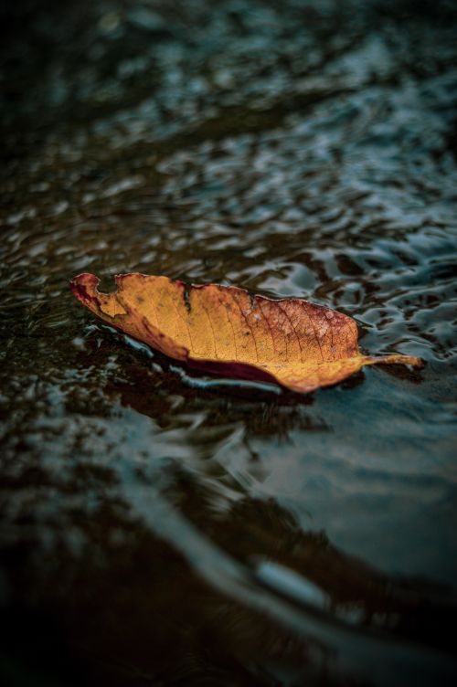 Free A close-up of an autumn leaf floating on rippling water, capturing serene fall vibes. Stock Photo