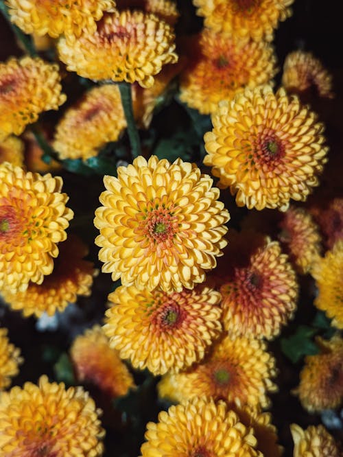 Foto profissional grátis de abundância, amarelo, crisântemo