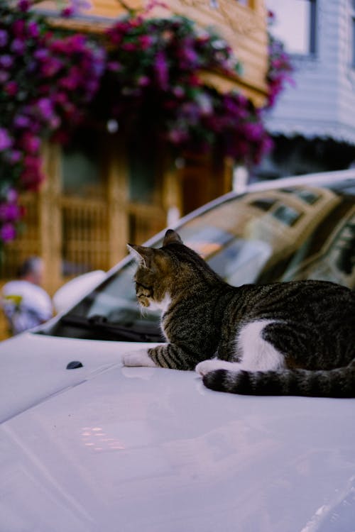 Free Cat Lying Down on Car Stock Photo