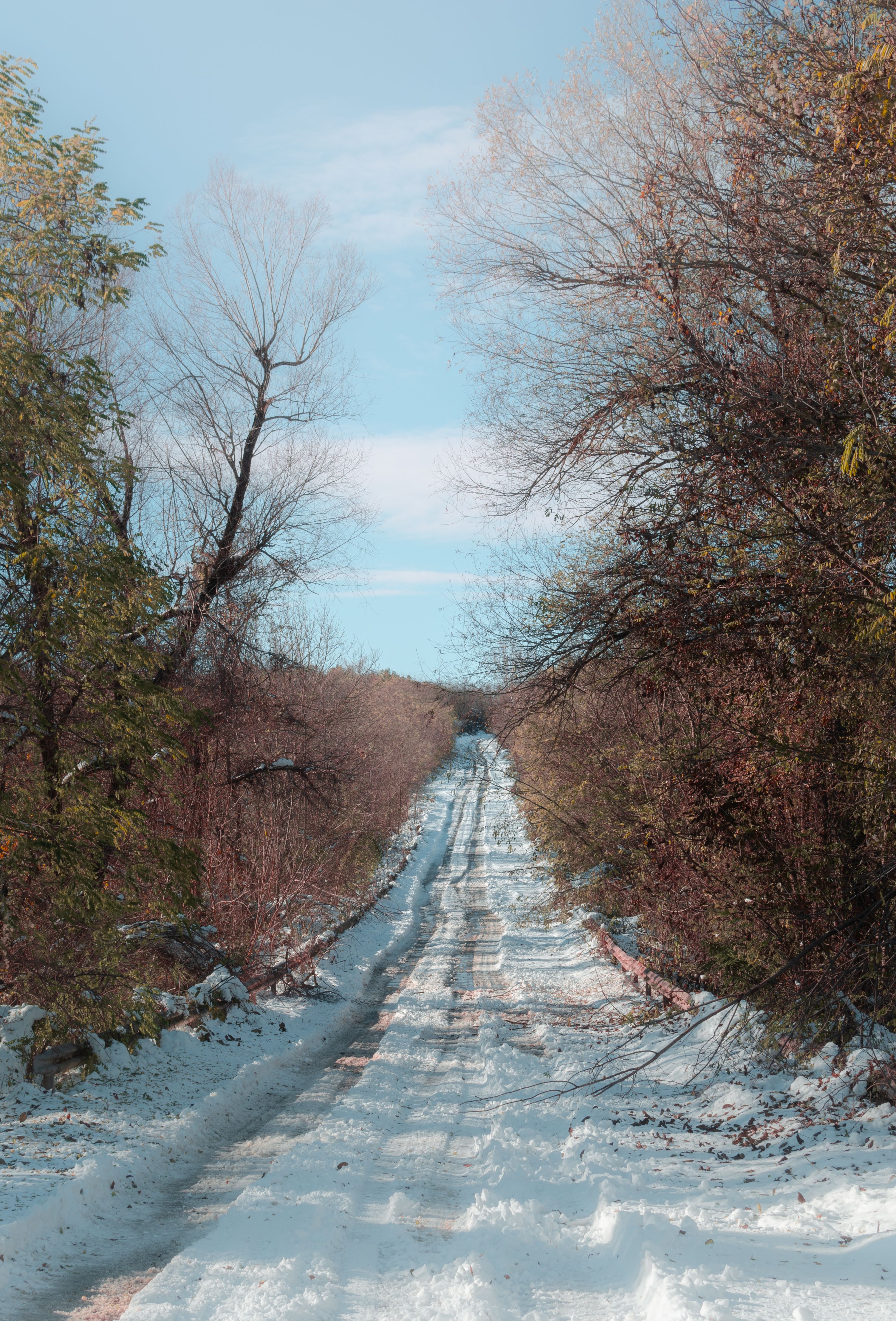 Snow on Dirt Road in Forest · Free Stock Photo